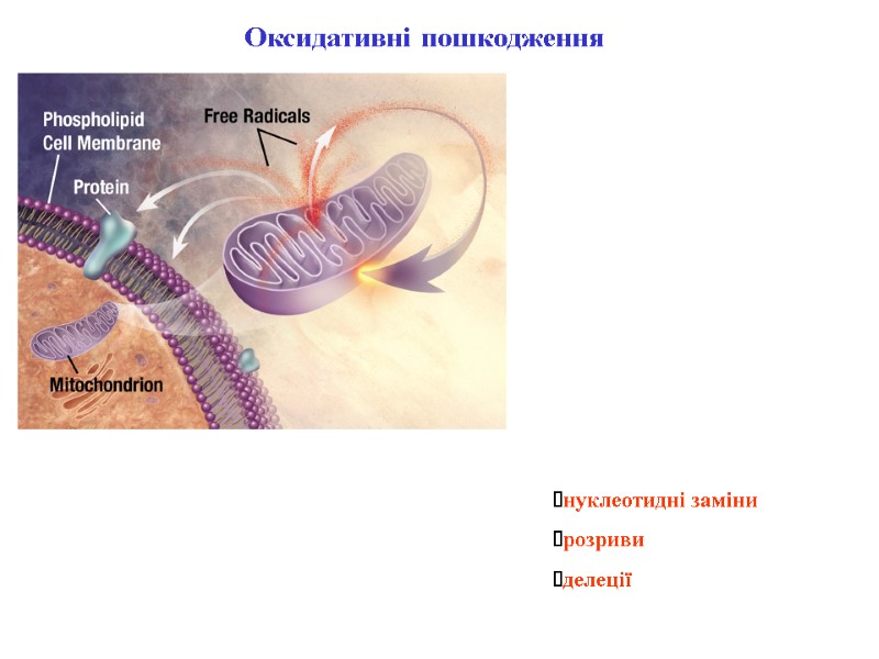 Оксидативні пошкодження нуклеотидні заміни розриви делеції